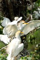 "Belly Up to the Feed Trough" -- Cattle Egrets