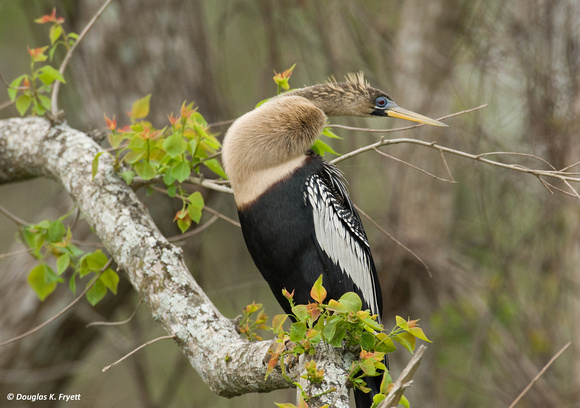 "All Dressed Up and Looking for a Place To Go" - Anhinga