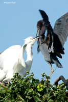 "What's For Dinner Ma?" - Little Blue Heron with Chick