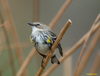 "Singing for a Mate" - Yellow-Rumped Warbler