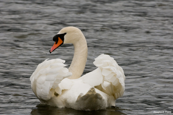 "Do You Like My Feathers?" - Mute Swan