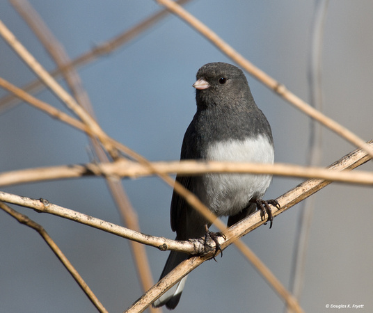 "Hanging Out" - Male Dark-Eyed Junco