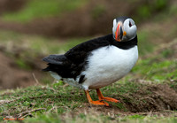 Puffins & Other Shore Birds