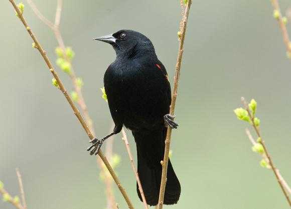 "The Splits" -- Red-Winged Blackbird