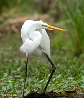 "Too Much to Drink for this Egret" - Great Egret