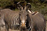 "Two Zebras in One" - Africa - 2007
