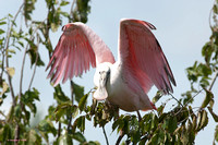 "Lift Off" - Rosseta Spoonbill Ready to Leave Its Perch