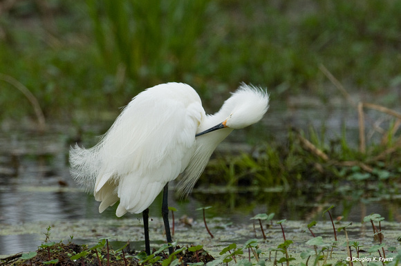 "Spring Cleaning" - Great Egret