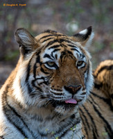 "Don't I look Good" - Bengal Tiger