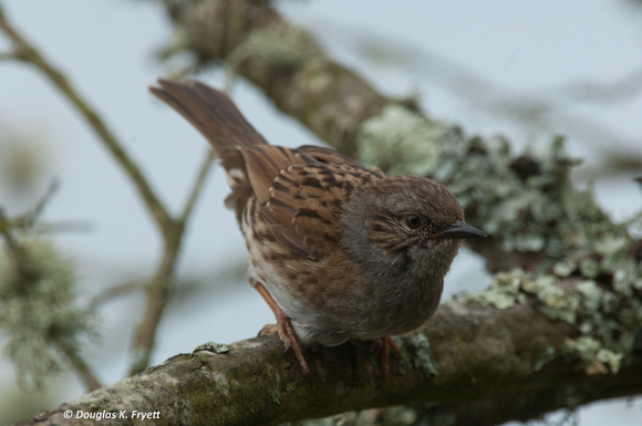 "Where's The Rhubarb?" -  Dunnock