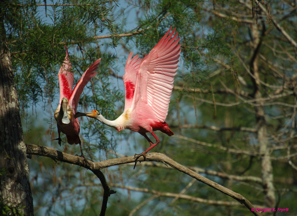 "Give Me A Kiss Baby!" - Roseate Spoonbills
