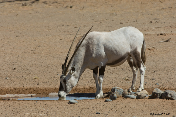 "White As A Ghost" - Albino Oryx