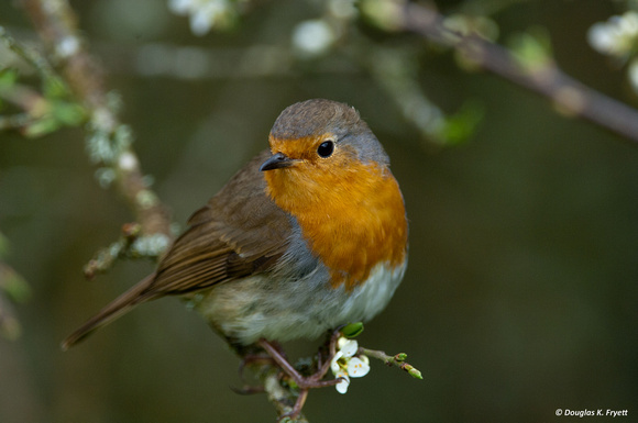 "Little Robin Red Breast" - Robin