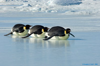 "Syncronized Swimming" - Emperor Penguins