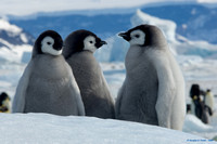 "We Made It To The Top" - Emperor Penguin Chicks - Antarctica
