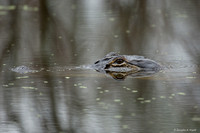 "Getting Ready to Dive" - Alligator in the pouring rain of Lake Martin