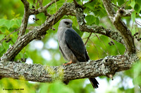 "Looking For Lunch" -- MIssissippi Kite