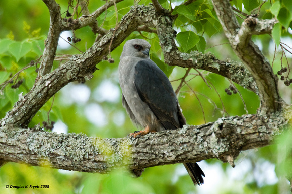 "Looking For Lunch" -- MIssissippi Kite