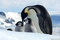 "Now, Which One Is Mine?" - Emperor Penguins
