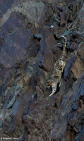 "Who Said These Cliffs Are Hard To Get Down!"
