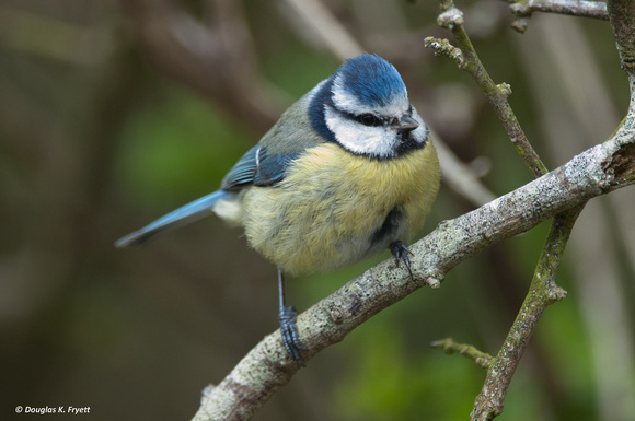 Blue Tit