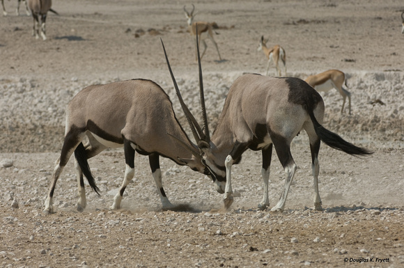 "On Guard!" - Oryx