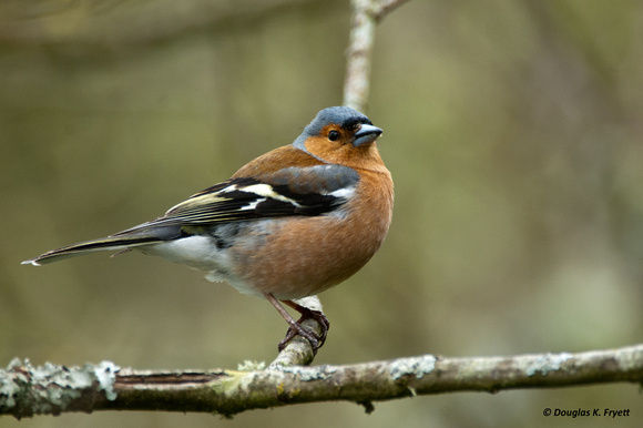 "Waiting for Rhubarb" - Chaffinch - Male