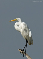 "The View Is Great!" - White Egret