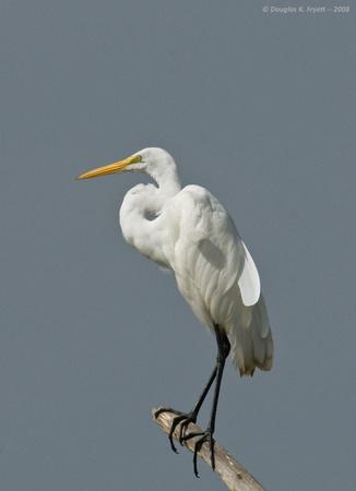 "The View Is Great!" - White Egret