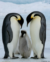 "Now Listen To Mom & Dad!" - Emperor Penguin Family