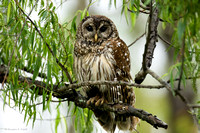 "Getting Ready for an Afternoon Nap" -- Barred Owl