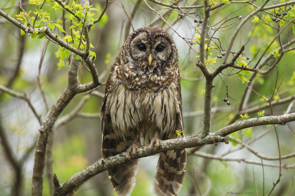 "Hoooo You Looking At?" - Barred Owl