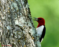 "Woody" - The Red-Headed Woodpecker