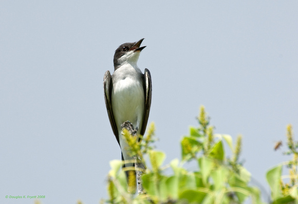 "Singing for a Mate" - Eastern King Bird