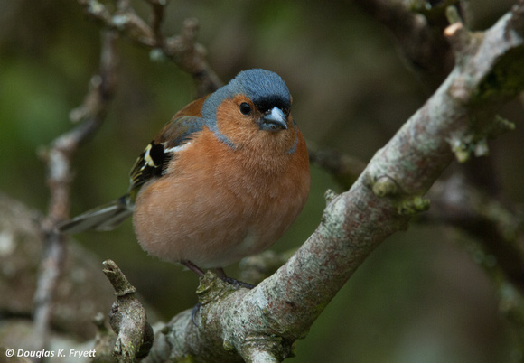 Chaffinch - Male