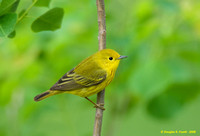 "Golden Voice" - Yellow Warbler