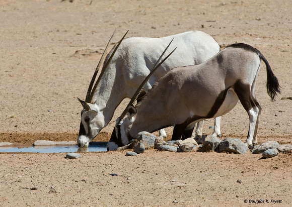 "Please, May I Drink With You?" - Oryx and rare albino Oryx.