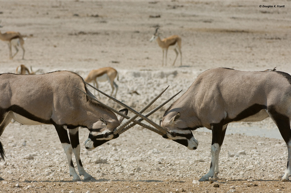 " I Challenge You To a Dual" - Oryx