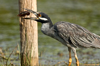 "A Crawfish Boil in the Making" -- Yellow Crowned Night Heron