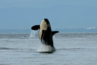"Who Said Whales Can't Fly?" Orca breaching