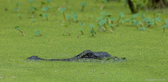 "The Big Green Monster" -- Alligator