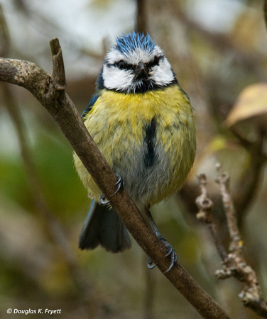 "Bad Hair Day" - Blue Tit