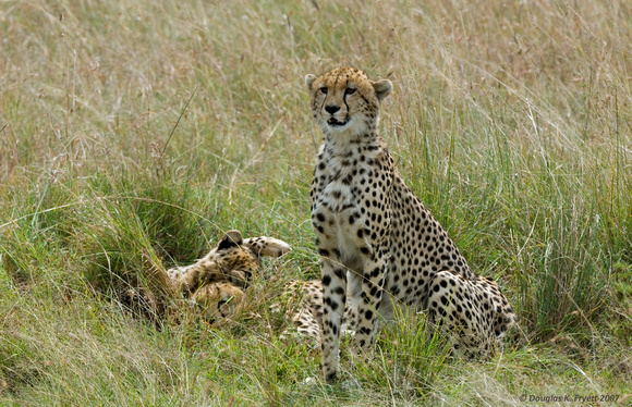 "Look At This Guys!" - Cheetah Cubs - Africa 2007