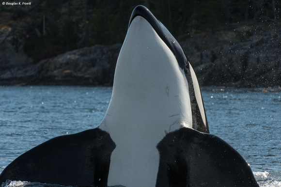 "G'Day Mate!" - Orca Spy Hooping