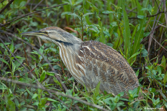 "There's Lunch In Here Somewhere!" - American Bittern