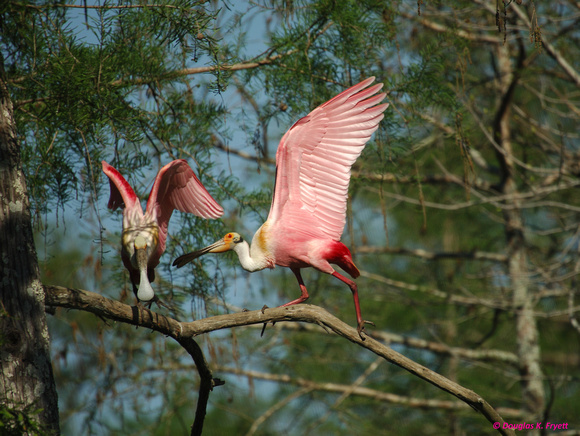 "How About a Date Big Bird?"- Roseate Spoonbills - Courting Ritual