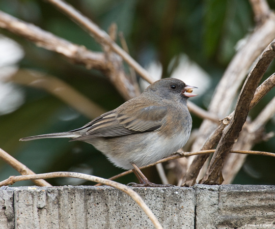 "Seed in Mouth is Better Than ..." - Female Dark-Eyed Junco