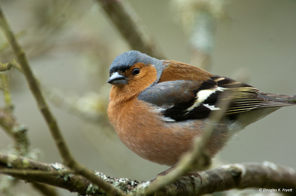 Chaffinch - Male