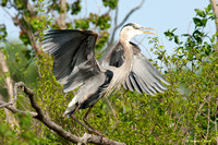 "Morning Stretch" _ Great Blue Heron